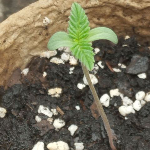 Legendary OG punch  growlog timeline photo