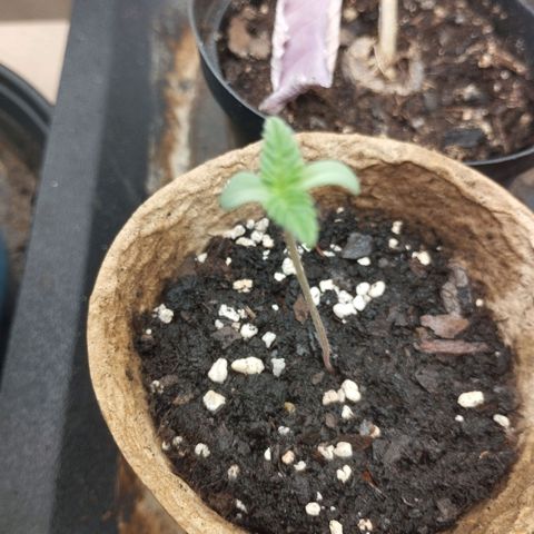 Legendary OG punch  growlog timeline photo
