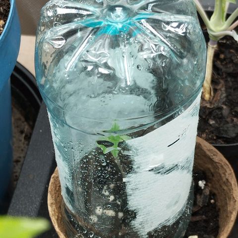 Legendary OG punch  growlog timeline photo
