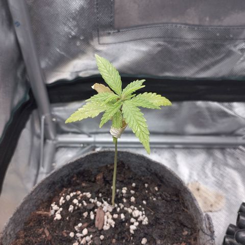 Critical Kush growlog timeline photo