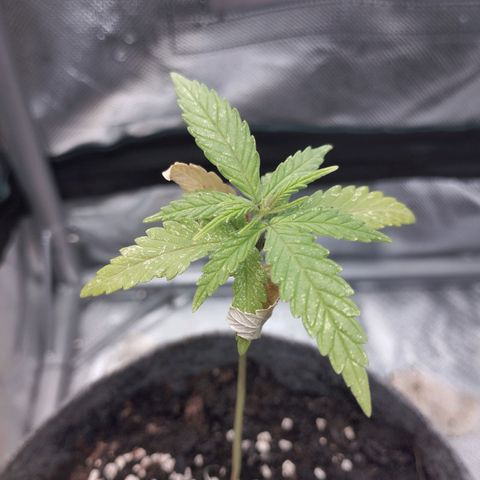 Critical Kush growlog timeline photo
