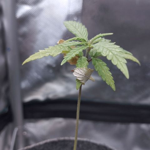 Critical Kush growlog timeline photo