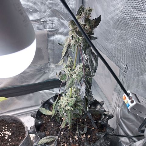 Do-Si-Dos  growlog timeline photo