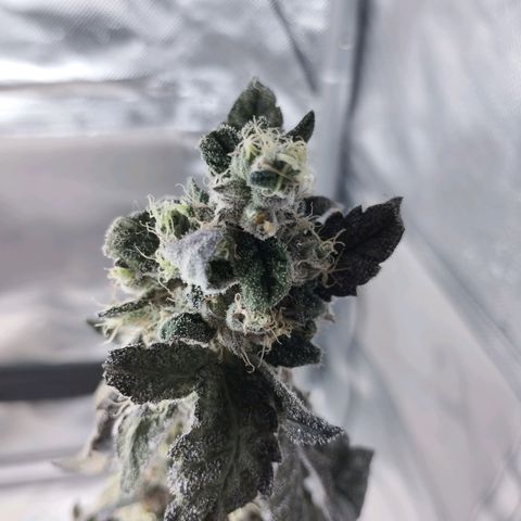 Do-Si-Dos  growlog photo: I forgot to water it... I can see some seeds on main cola 