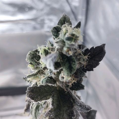 Do-Si-Dos  growlog photo: I forgot to water it... I can see some seeds on main cola 