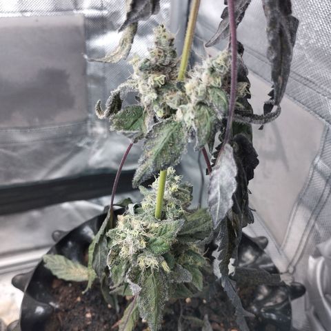 Do-Si-Dos  growlog photo: I forgot to water it... I can see some seeds on main cola 