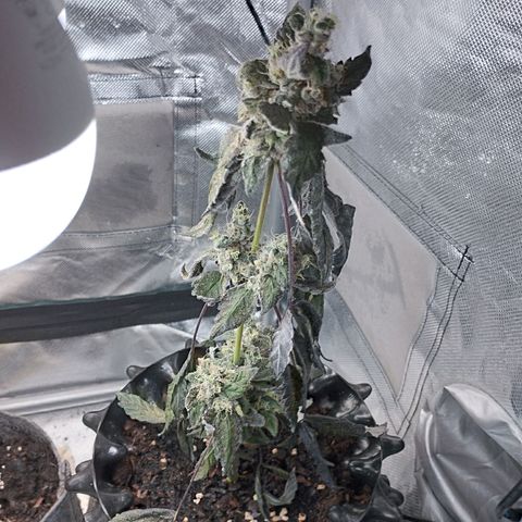 Do-Si-Dos  growlog photo: I forgot to water it... I can see some seeds on main cola 