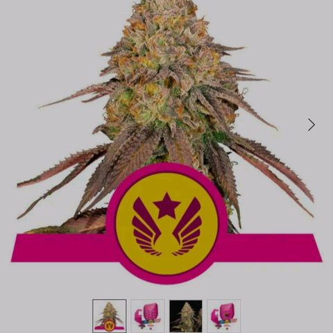Legendary OG punch  growlog timeline photo