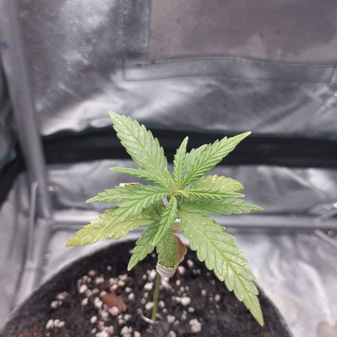 Critical Kush growlog timeline photo