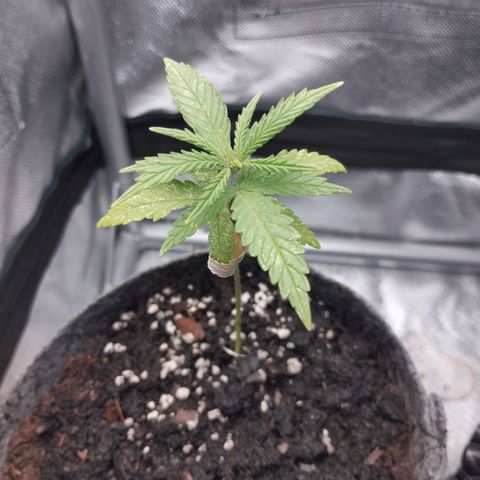 Critical Kush growlog timeline photo