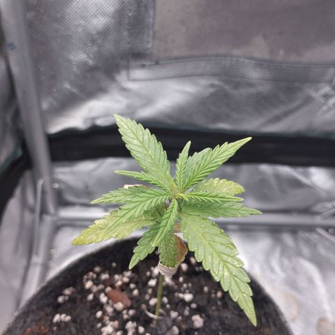 Critical Kush growlog timeline photo