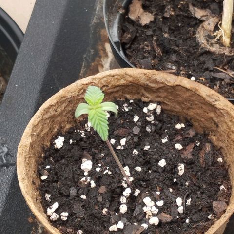 Legendary OG punch  growlog timeline photo