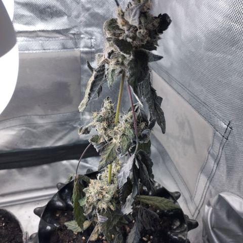 Do-Si-Dos  growlog timeline photo
