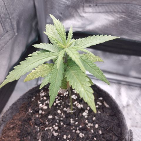 Critical Kush growlog timeline photo