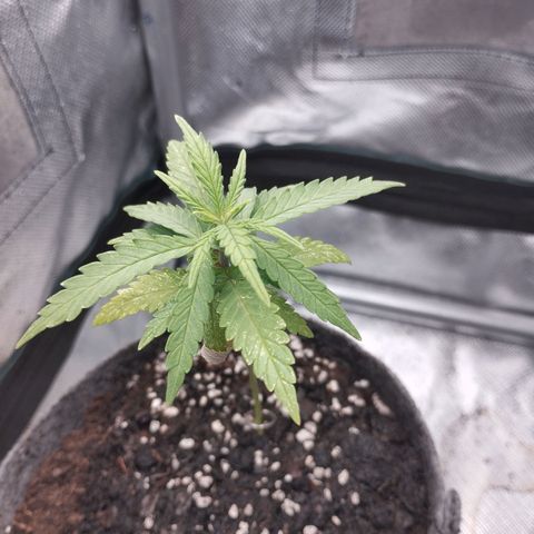 Critical Kush growlog timeline photo