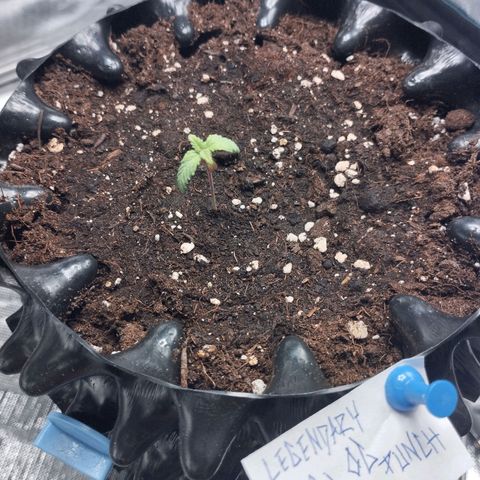 Legendary OG punch  growlog timeline photo