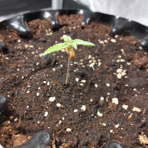 Legendary OG punch  growlog timeline photo