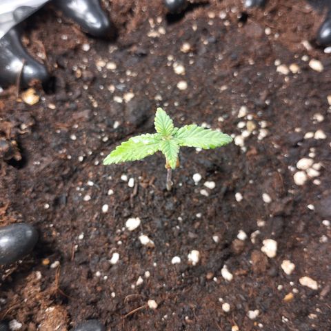 Legendary OG punch  growlog timeline photo
