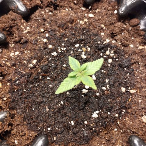 Legendary OG punch  growlog timeline photo