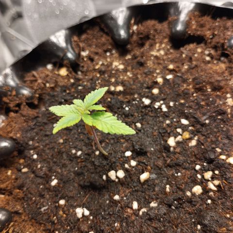 Legendary OG punch  growlog timeline photo