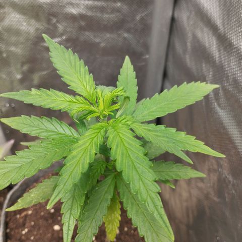 Critical Kush growlog timeline photo