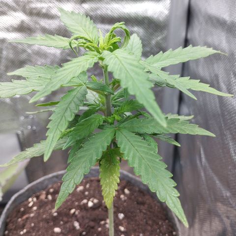 Critical Kush growlog timeline photo