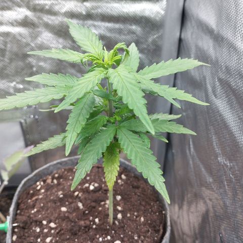 Critical Kush growlog timeline photo