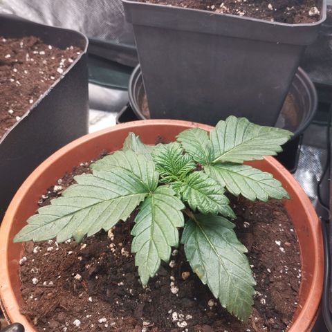 Royal Cheese  growlog timeline photo