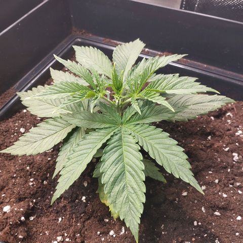 Sour Diesel growlog timeline photo