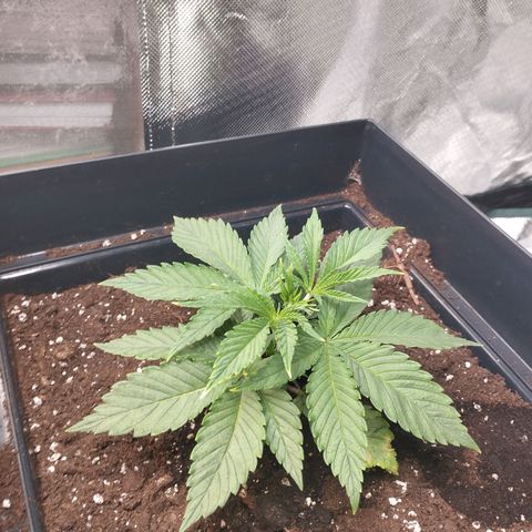 Sour Diesel growlog timeline photo
