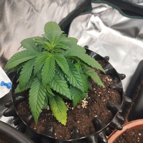 Legendary OG punch  growlog timeline photo