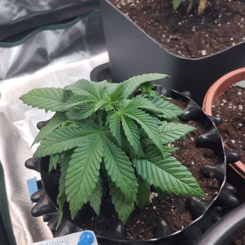 Legendary OG punch  growlog timeline photo