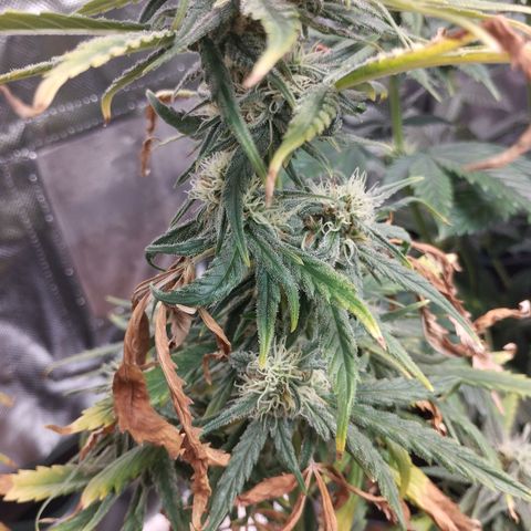 Critical Kush growlog timeline photo