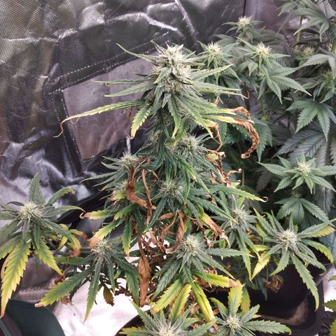 Critical Kush growlog timeline photo
