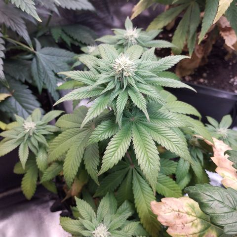Legendary OG punch  growlog timeline photo