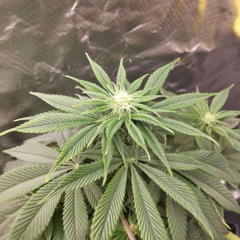 Sour Diesel growlog timeline photo