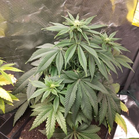 Sour Diesel growlog timeline photo