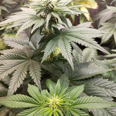 Royal Cheese  growlog timeline photo