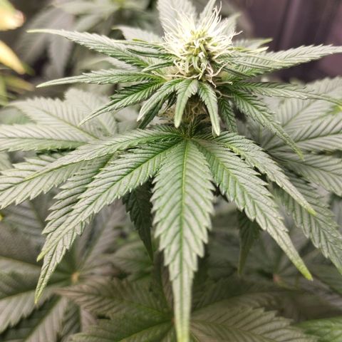Royal Cheese  growlog timeline photo