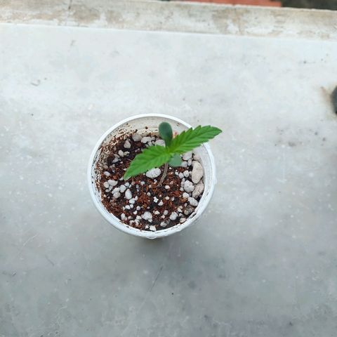 Jéssica growlog timeline photo