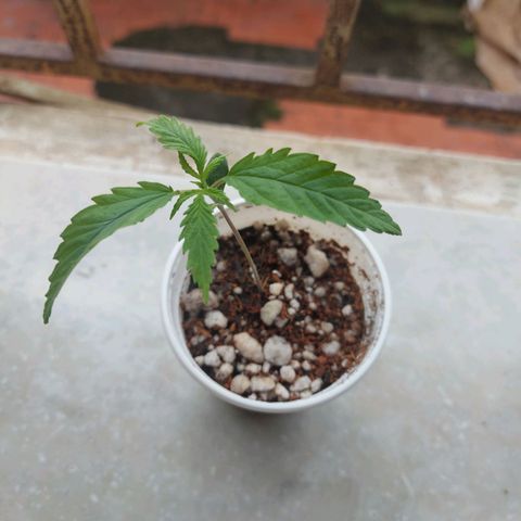 Jéssica growlog timeline photo