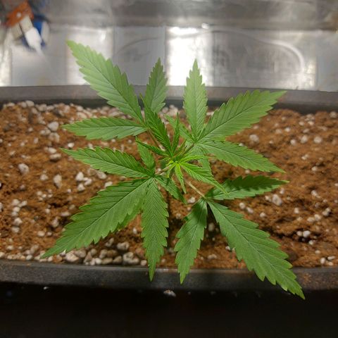 Jéssica growlog photo: After top trim/before top trim