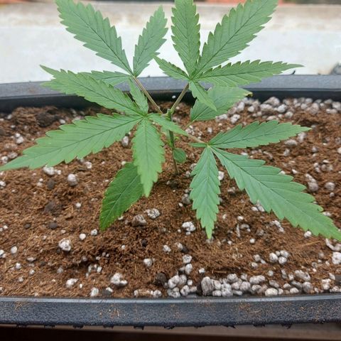 Jéssica growlog photo: After top trim/before top trim