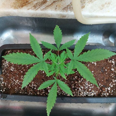 Jéssica growlog timeline photo