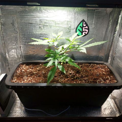 Jéssica growlog timeline photo