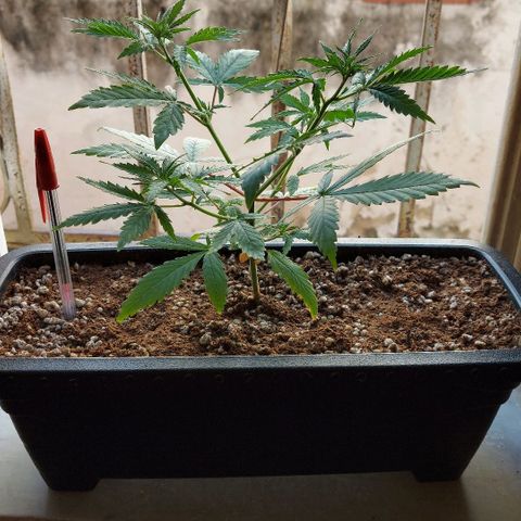 Jéssica growlog photo: After and before a soft defoliation and LST with bud clips