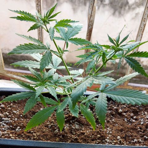 Jéssica growlog photo: After and before a soft defoliation and LST with bud clips