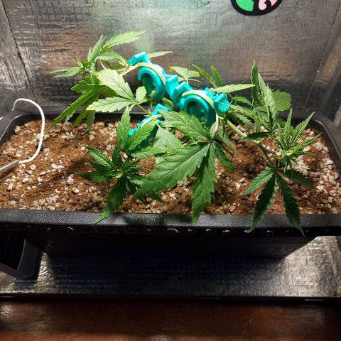 Jéssica growlog photo: After and before a soft defoliation and LST with bud clips