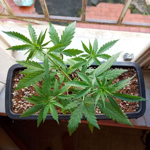 Jéssica growlog photo: After and before a soft defoliation and LST with bud clips