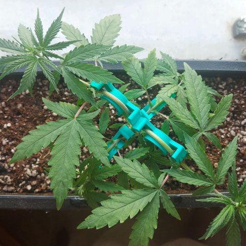 Jéssica growlog timeline photo